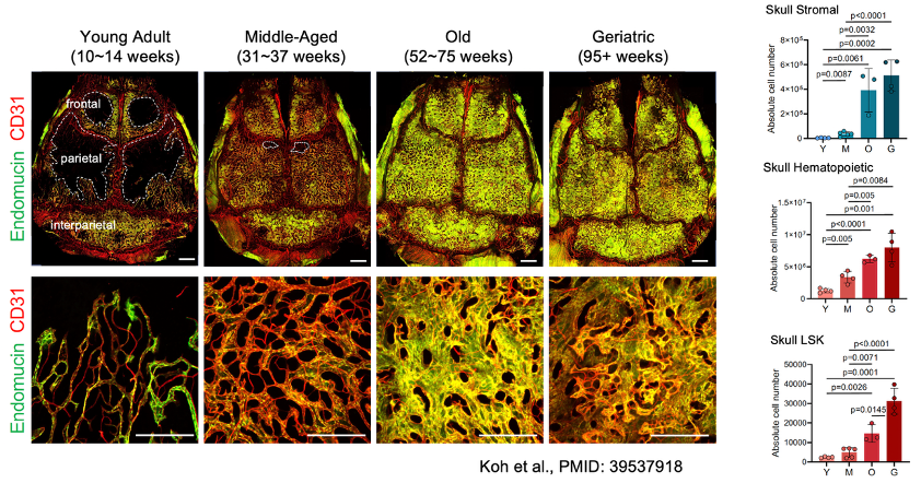 Ralf H. Adams tweet media