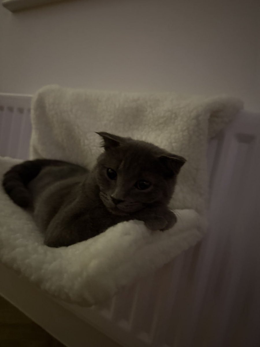 iamannabelle23's tweet image. Just me and my purr-sonal heater 😌
#CozyCat #ChillVibes #CatComfort #FluffyMood