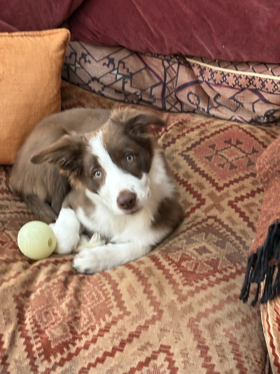 PipTheBorderCollie tweet media