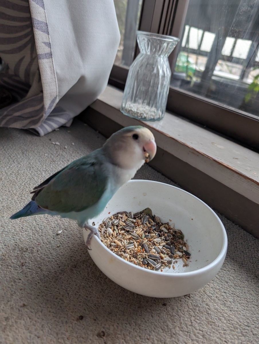 【拡散希望】
コザクラインコの迷子情報です

場所：東京都荒川区荒川7丁目
日時：2025/10/914時
名前：ととちゃん
特徴：きれいなブルーの鳥です。名前を呼ぶと大きな声で鳴きます。

情報お持ちの方、下記までご連絡を
npotsubasa@tsubasa0615.org
情報拡散のご協力お願いします