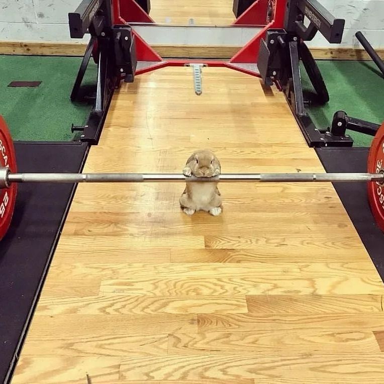 WORKING OUT 🐰🏋️💪🏼