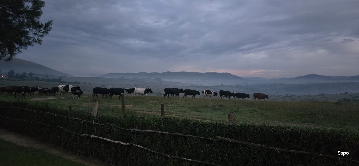 MtSlayersUg's tweet photo. Good morning from these incredible views! 😍 Can you name this place? First correct answer gets bragging rights! We'll spill the beans at the end of the day.

#MtSlayersUg #VisitUganda #UgandaAt63 https://t.co/nISEBRXJPu