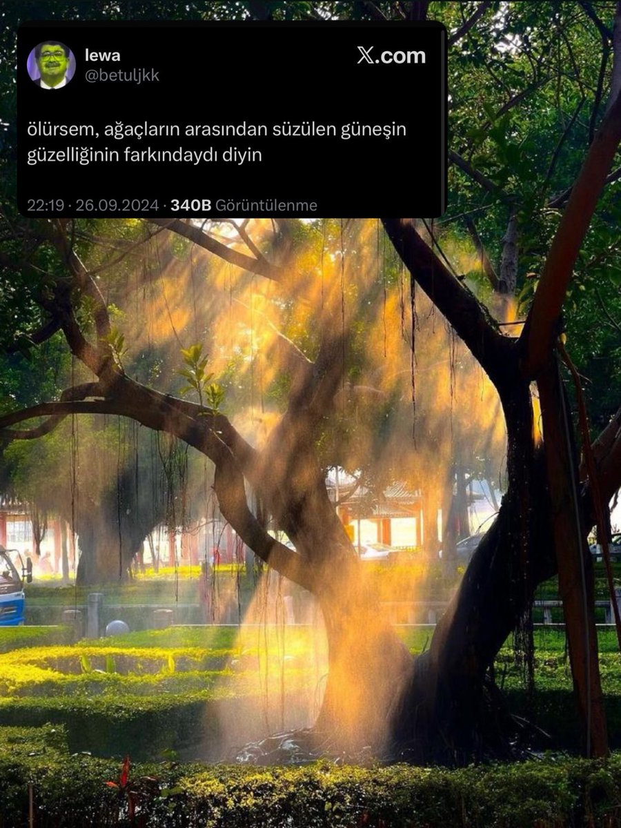 Bu güzelliğin bir adı var: Komorebi.

Komorebi Japoncada; ağaç 木, sızmak 漏れ ve güneş 日 karakterlerinin bir araya gelmesiyle oluşuyor ve güneş ışığının ağaç dalları ve yaprakları arasından sızmasını ifade ediyor. 

Yeryüzündeki güzellikleri fark etmek, hayata güzellik katar.