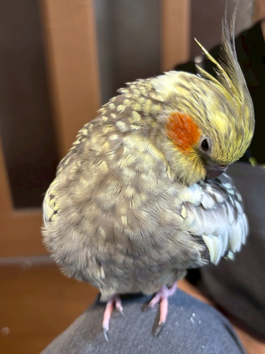 【拡散希望】
オカメインコの迷子情報です

場所：神奈川県横浜市青葉区
日時：25/10/9 9時15分
名前：おーちゃん
特徴：物静かです。初めての人には慣れにくいです。

情報お持ちの方、下記までご連絡を
npotsubasa@tsubasa0615.org
情報拡散のご協力お願いします