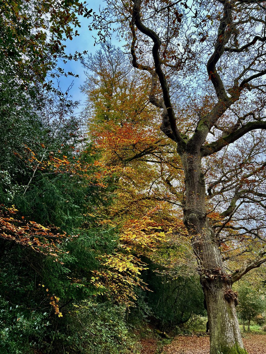 bir08967383's tweet image. Grow tall, stand strong.🌳🌴🪾🌲

QP/Share🌳🪾🌲

 #ThursdayTrees 
#TreeClub