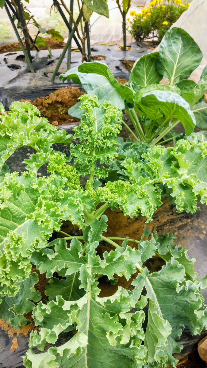 ✼ Kaorin ✼ ② kaorin (@aktjkrt0521) / Posts / X