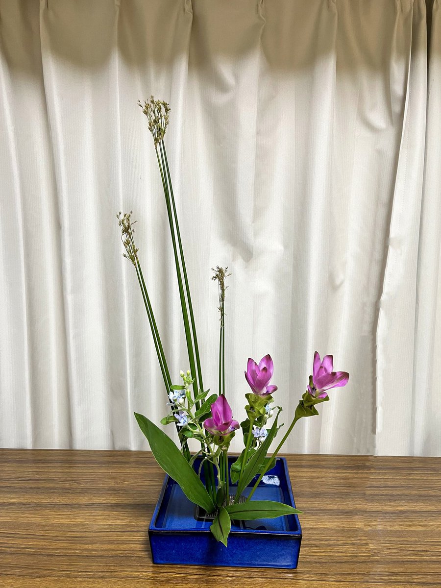 先日のお稽古でお弟子さんが生けた作品です。直線を綺麗に見せるいけ方です。花材はフトイ、クルクマ、ブルースターです