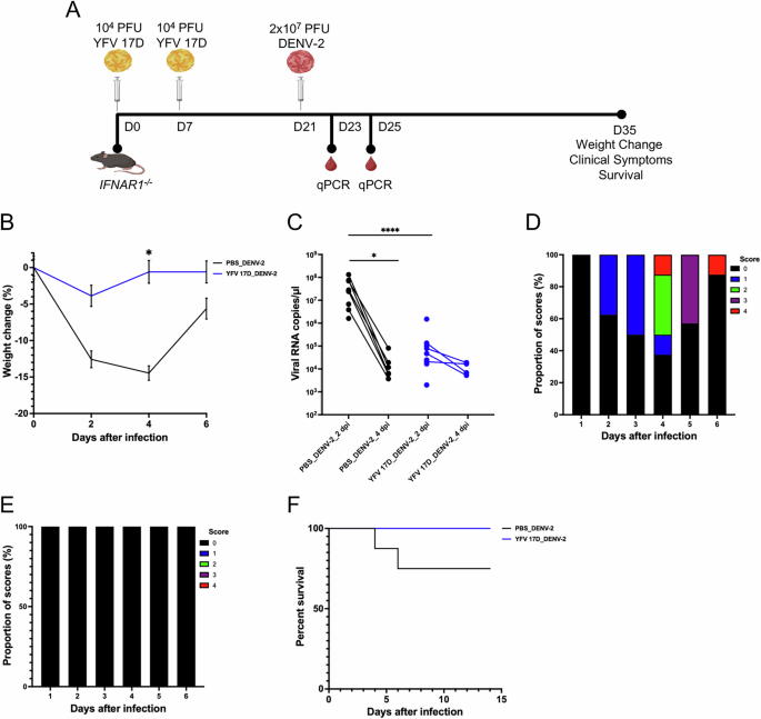 CommsBio's tweet photo. Pre-existing YFV-17D immunity mediates T cell cross-protection against dengue virus serotype 2 infection in mice: Communications Biology, Published online: 02 September 2025; doi:10.1038/s42003-025-08793-3Heterologous T cells induced by yellow fever… https://t.co/1twhx64H4l https://t.co/uSIUEW7IAA