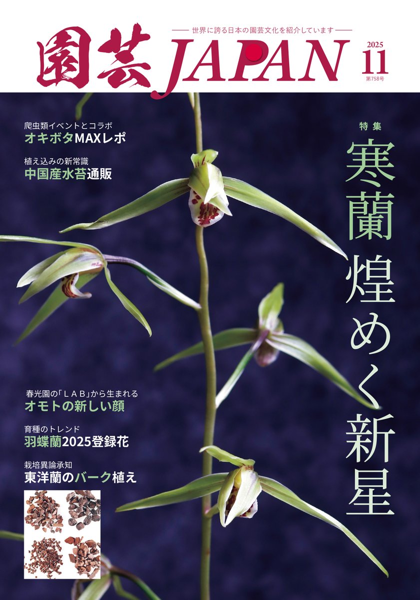 わらび苗(紀伊山地)1000本 園芸JAPAN【毎月12日発売】 (@ENGEI_JAPAN) / X