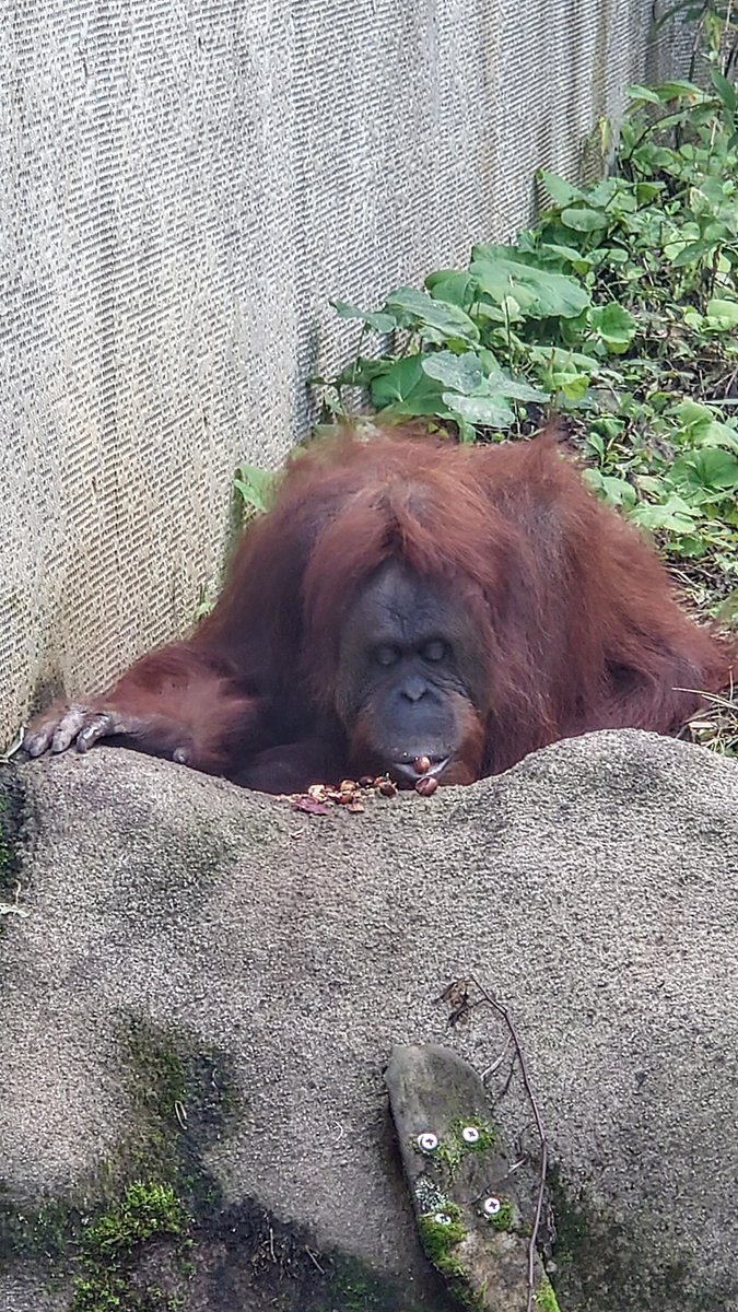 Antoinette_777's tweet image. ＃フジコさん 美味しそうに栗🌰(多分)を食べてたよ♡

＃茶臼山動物園