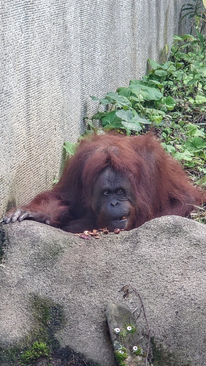 Antoinette_777's tweet image. ＃フジコさん 美味しそうに栗🌰(多分)を食べてたよ♡

＃茶臼山動物園