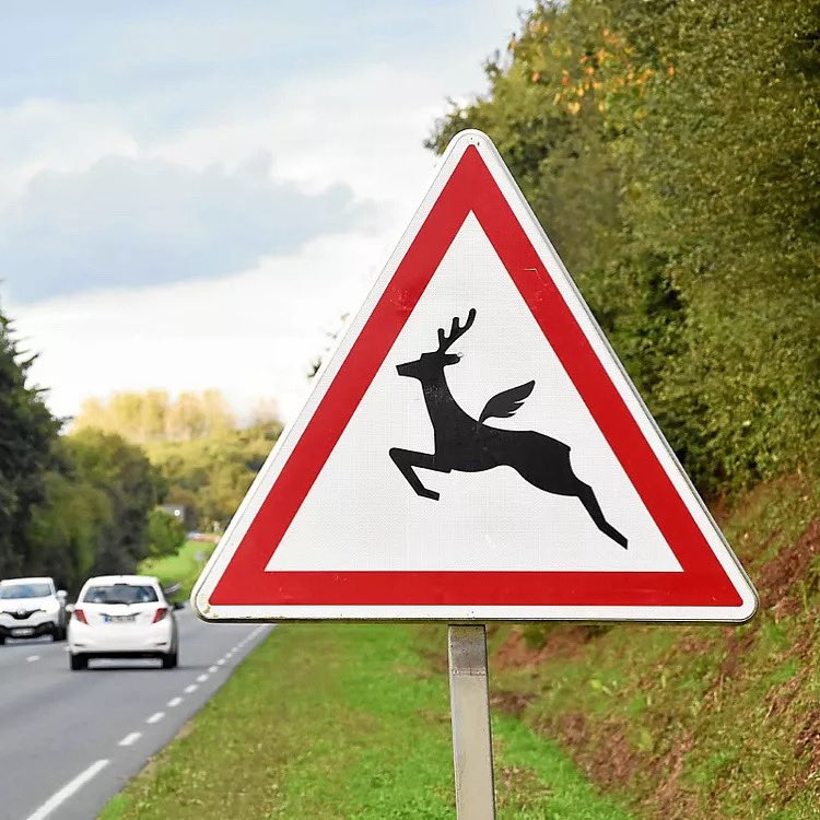 Attention aux cerfs-volants ou aux consommateurs de Red Bull Bretons ! 😅😂 #Bretagne #Finistère <a href="/LeTelegramme/">Le Télégramme</a>