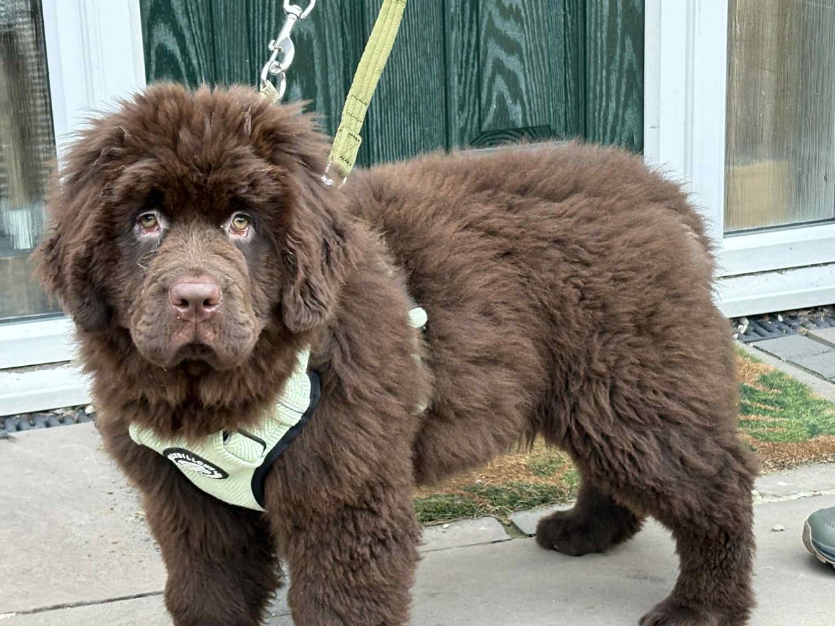 Montydogge's tweet image. Baby Boo for a timeline cleanse and boy do we need it.
#BabyBoo