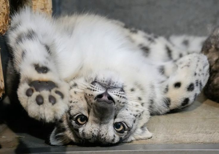 woof "pronouns" woofington tweet media