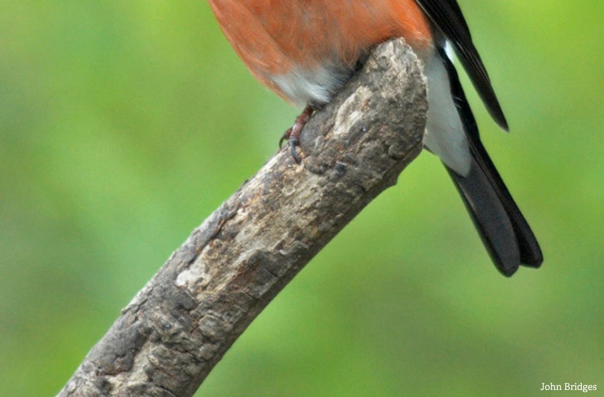 WildlifeTrusts's tweet image. Do you recognise which bird this is? 🪶🐦

Clue: This species usually nests in shrubs, such as hawthorn and blackthorn, making a flimsy nest out of twigs and moss.