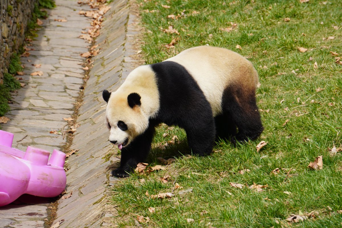 We’re so excited to visit Bei Bei n XQJ this weekend! It’s getting chilly in Wolong, which means the pandas are more playful and active. Don’t miss this unforgettable experience! mypandatours.com/collections/al…
“TOUR #182•Wolong Panda Base• Saturday 11 October 9:30PM (Times in EDT) ”
