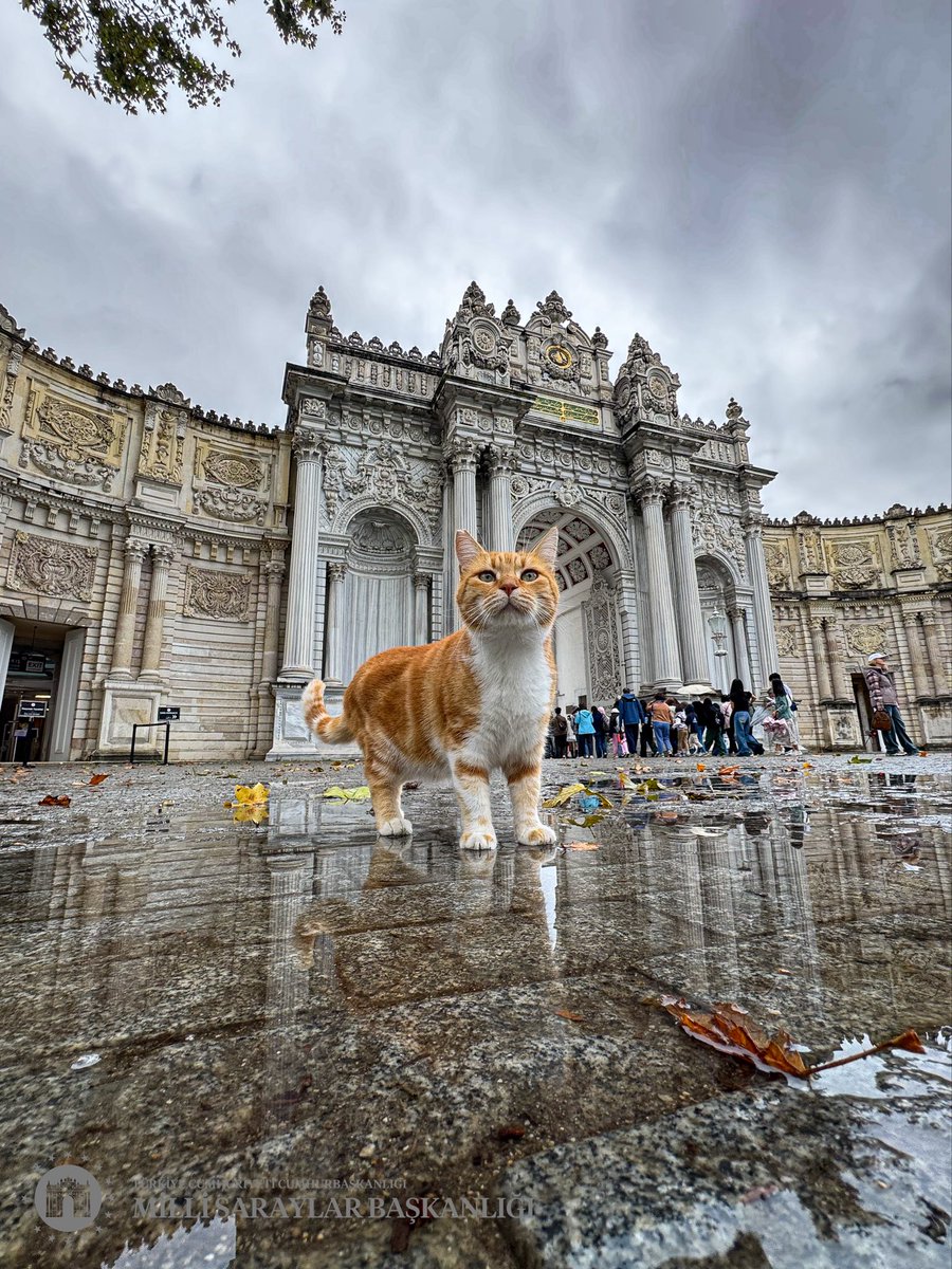 İstanbul’un hafızasında bir ân…
Yağmur sonrası Dolmabahçe.
Görkemli bir kapı, sade bir kedi, tarihî bir şehir

📍 Dolmabahçe Sarayı – Beşiktaş
🕘 Pazartesi hariç her gün, 09.00–17.30

A moment in Istanbul's memory...
Dolmabahçe Palace, after the rain...
A majestic door, a cute