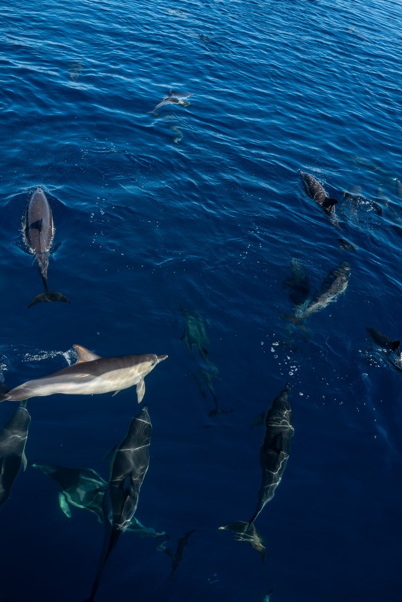 toolboxsoftware's tweet image. 🌴 Tool Box Conference 2025 – zurück in Málaga 🇪🇸
Ein Jahr später, gleicher Ort, neue Energie! 🔥
Inspiration, Teamspirit und jede Menge neue Ideen. 💡🤝
Danke an das gesamte Team für unvergessliche Tage!