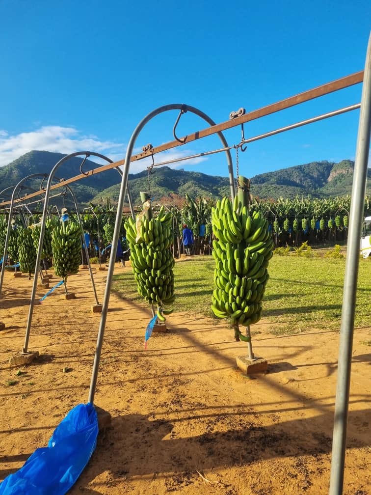 AfricaCicada's tweet image. We&apos;re proud to showcase the remarkable output from Chipinge Banana Company (CBC) producing bunches as big as our farm manager! 🤩

CBC, a joint venture  between #Cicada and Matanuska, is located in the rich agricultural region of Chipinge. This 190-hectare operation is one of the…