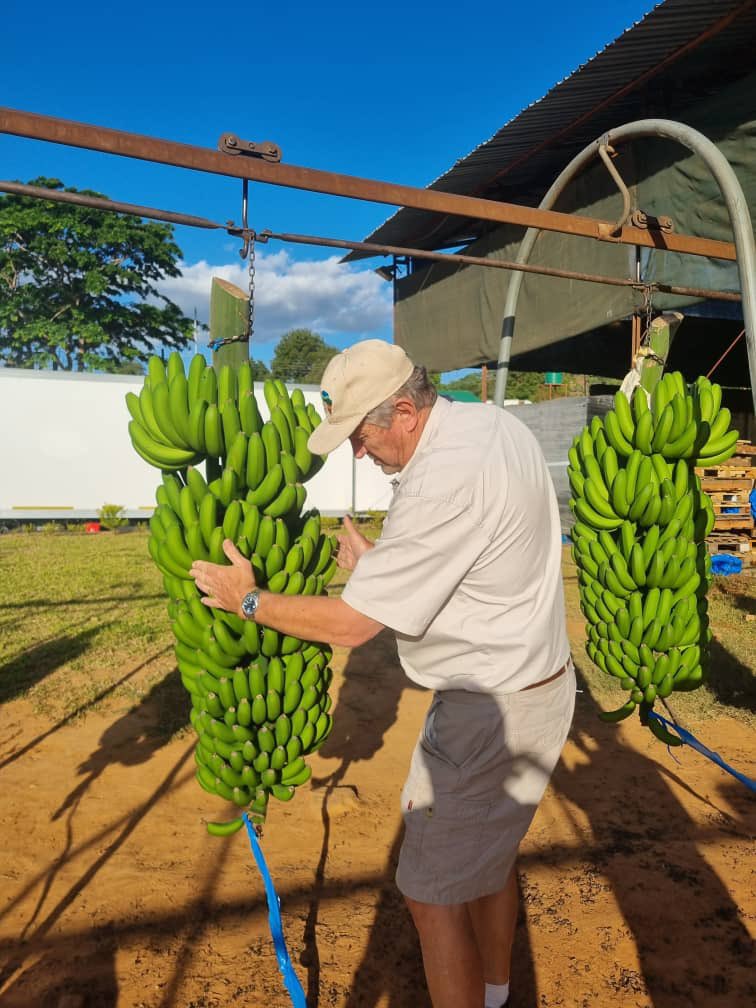 AfricaCicada's tweet image. We&apos;re proud to showcase the remarkable output from Chipinge Banana Company (CBC) producing bunches as big as our farm manager! 🤩

CBC, a joint venture  between #Cicada and Matanuska, is located in the rich agricultural region of Chipinge. This 190-hectare operation is one of the…