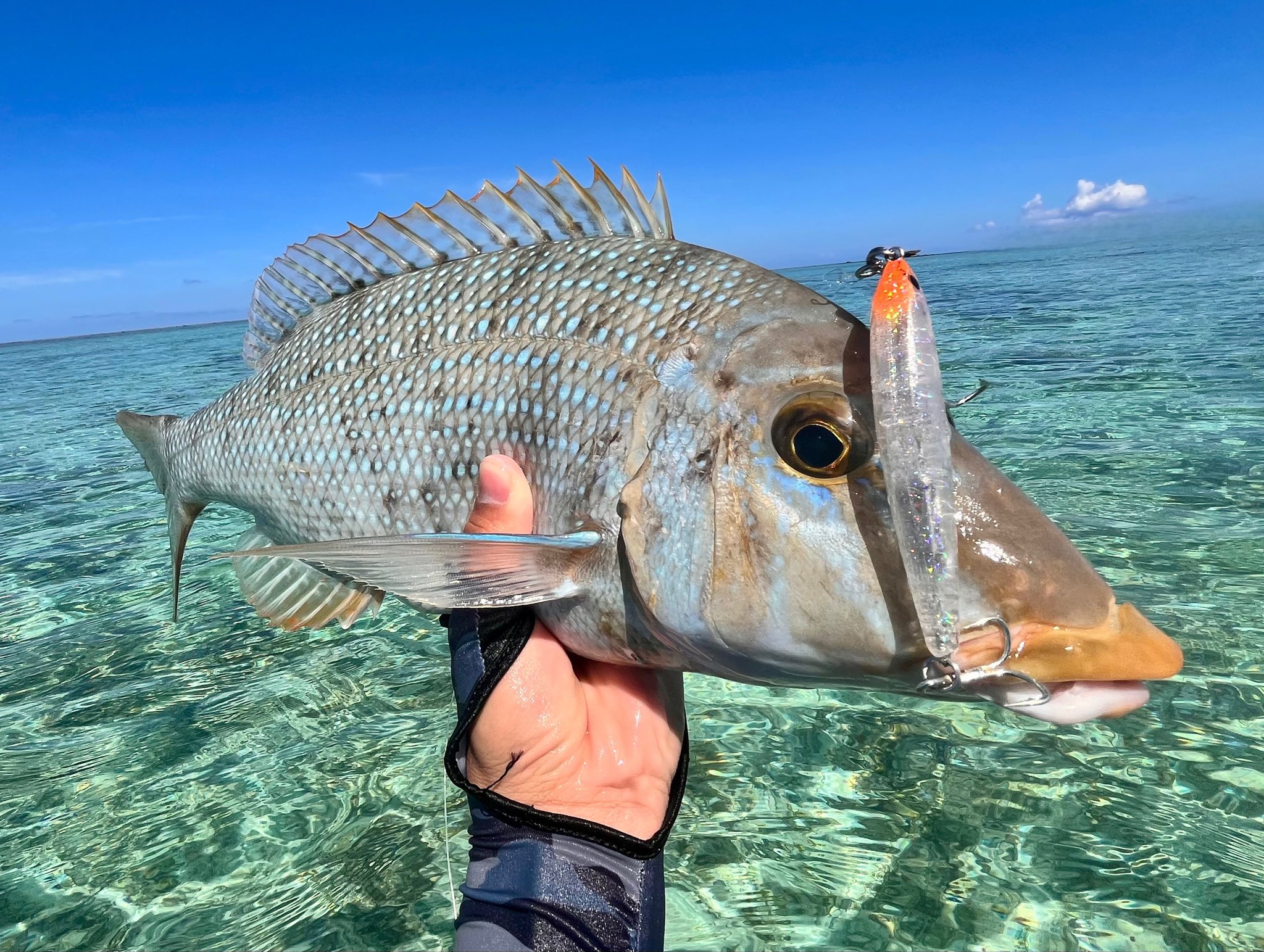 ☆本日終了　和竿　⑧ 竿春きよ志12GA-385-3.jpeg