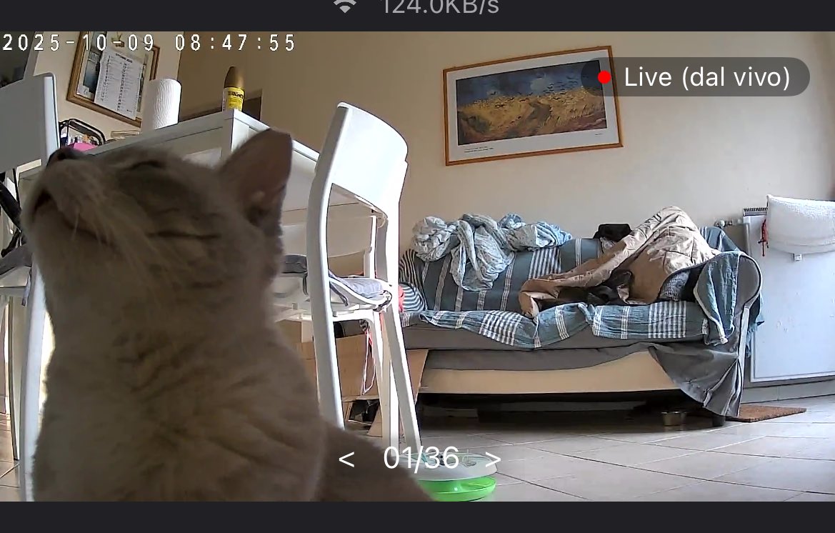 Gli ho lasciato la cat tv accesa. 🐦‍⬛