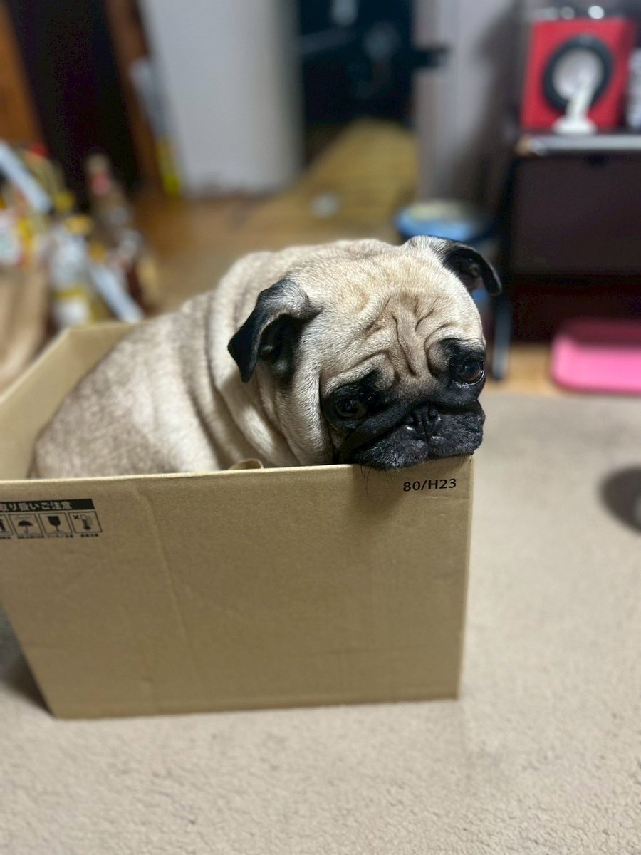 うめちゃん日記 (@Umechanpag) / Posts / X