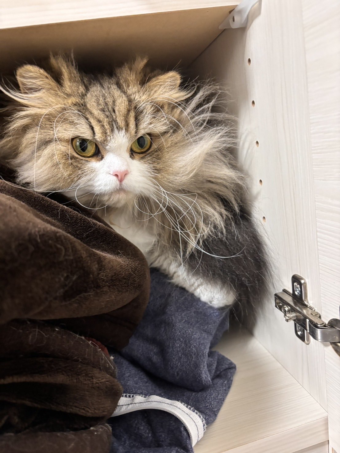 とらねこ✩プロフィール確認お願いします✩ むーさんちの猫おどり on X: