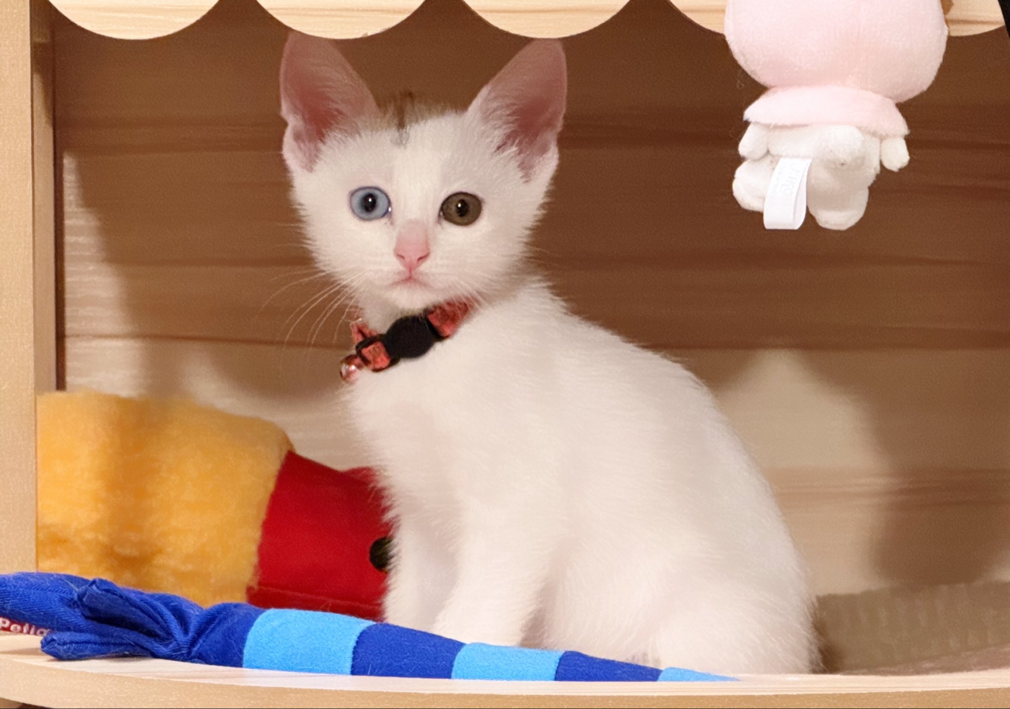 まろん (@marrons_diary) / X