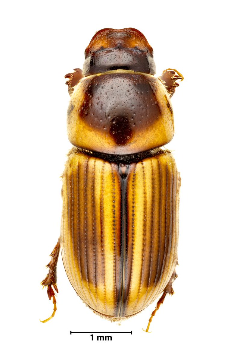 BDJournal tweet media