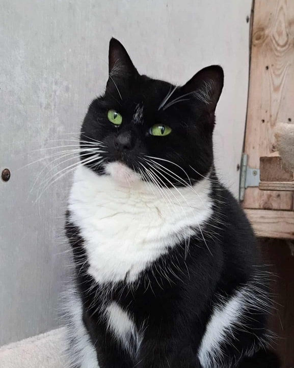 Coventry Cat Group tweet media