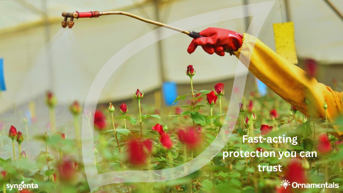 Thrips, caterpillars and false codling moths meet your match. 
Mainspring® controls damage within minutes and is safe for beneficials. 
#ThripsControl #CropProtection #EveryFlowerCounts 
 Discover more:bit.ly/4hRldam