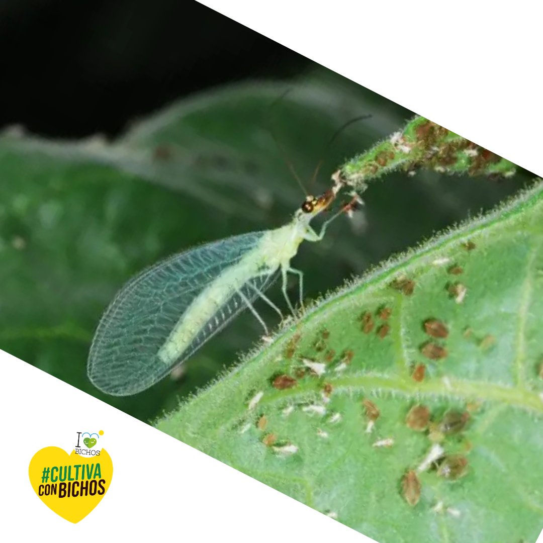 💚🔍 ¿Sabías que las larvas de Crisopa son carnívoras?😋
Gracias a sus afiladas mandíbulas, se convierten en auténticas depredadoras naturales contra distintas plagas 🐞⚔️🙌
Pequeñas, voraces y muy eficaces: así son nuestras amigas las Crisopas 🦋
#CultivaConBichos #ILoveBichos