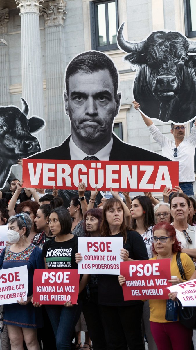 AnimaNaturalis's tweet image. 🐂 La ILP @NoEsMiCultura fue rechazada con 169 votos en contra, 57 a favor y 118 abstenciones; la abstención del PSOE resultó decisiva.

🟡 Abstención: PSOE
❌️ En contra: PP, Vox y UPN
✅️ A favor: Sumar, ERC, Podemos, EH Bildu, PNV, BNG y Junts.

🗞 Noticia completa:…