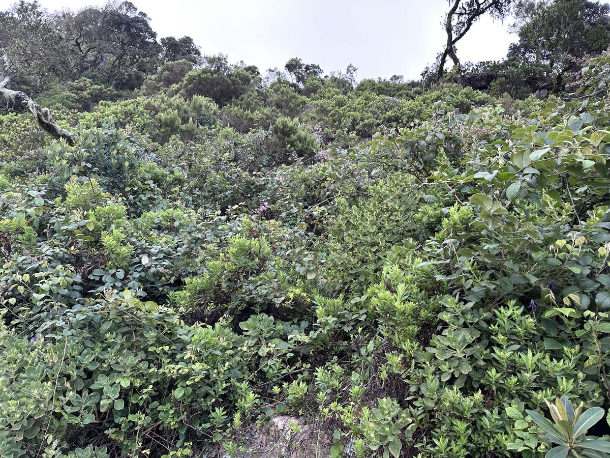 Ruto James tweet media