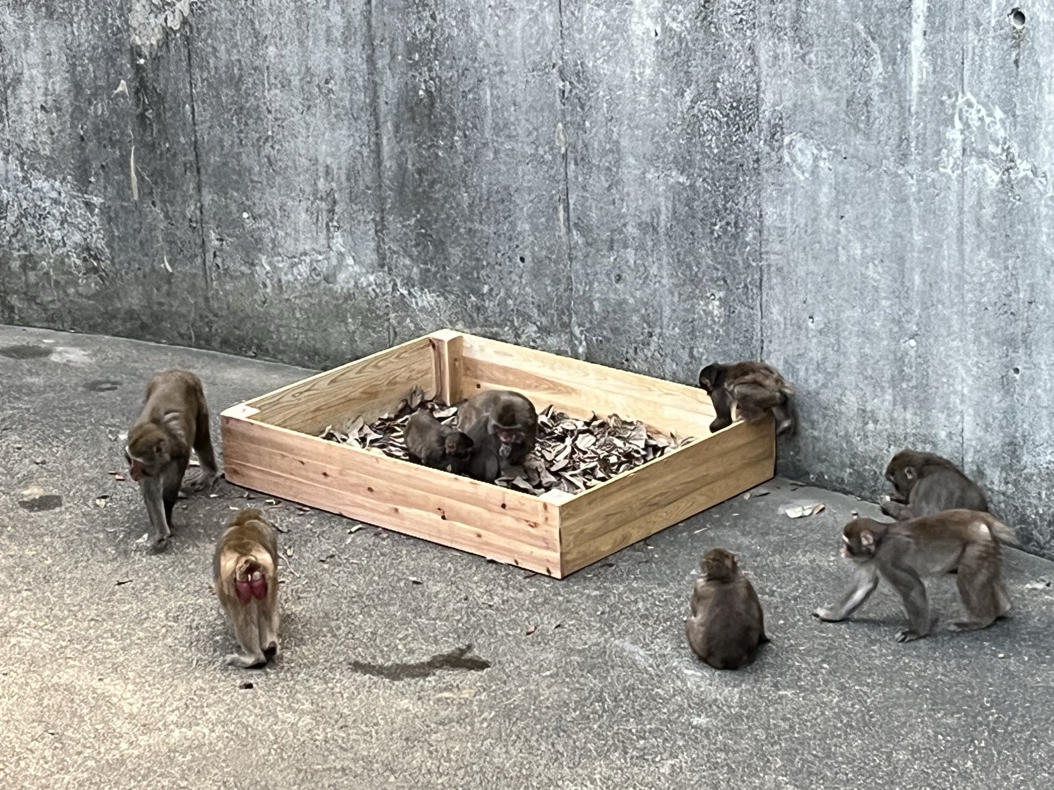 浜松市動物園 はまZOO 記念メダル アニマル集合ver. 1枚 浜松市動物園