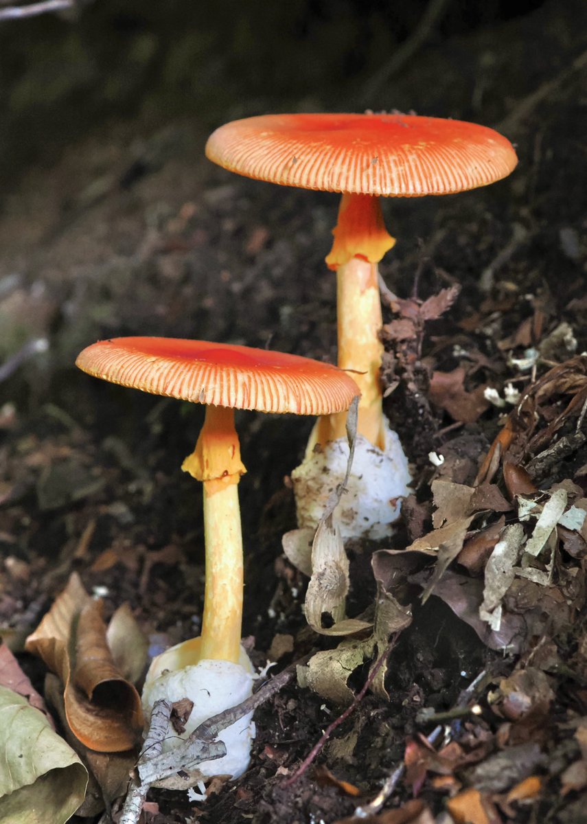 weaponshouwa's tweet image. 夫婦茸。
そのうち食べてみるか。