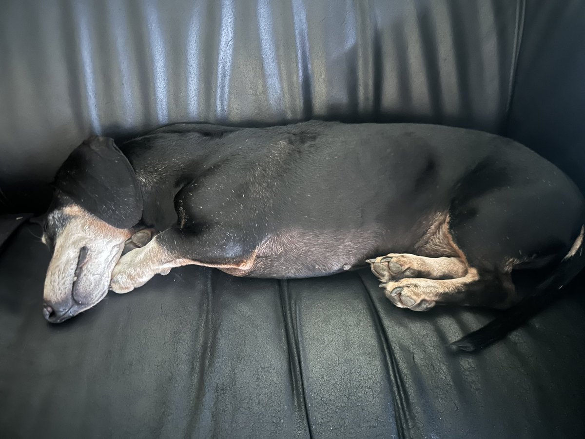 Perro salchicha