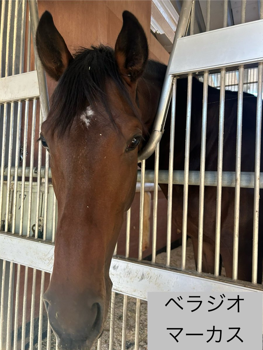 k_ogura_stable's tweet photo. 今週の出走馬①

《10/11 土》
京都
1R #テリオスヒナ #和田陽希
4R #テイエムエメラルド #小野寺祐太

《10/12 日》
京都
5R #ベラジオマーカス🔰 #国分優作
7R #アットアブラスト #吉村誠之介

②へ続く https://t.co/EOMKIJ6mKr