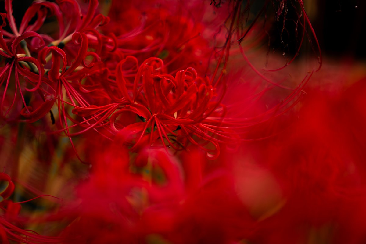 esok03's tweet image. 今年最初で最後の彼岸花撮影
#彼岸花 #clusteramaryllis #flower