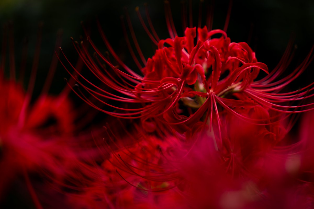 esok03's tweet image. 今年最初で最後の彼岸花撮影
#彼岸花 #clusteramaryllis #flower