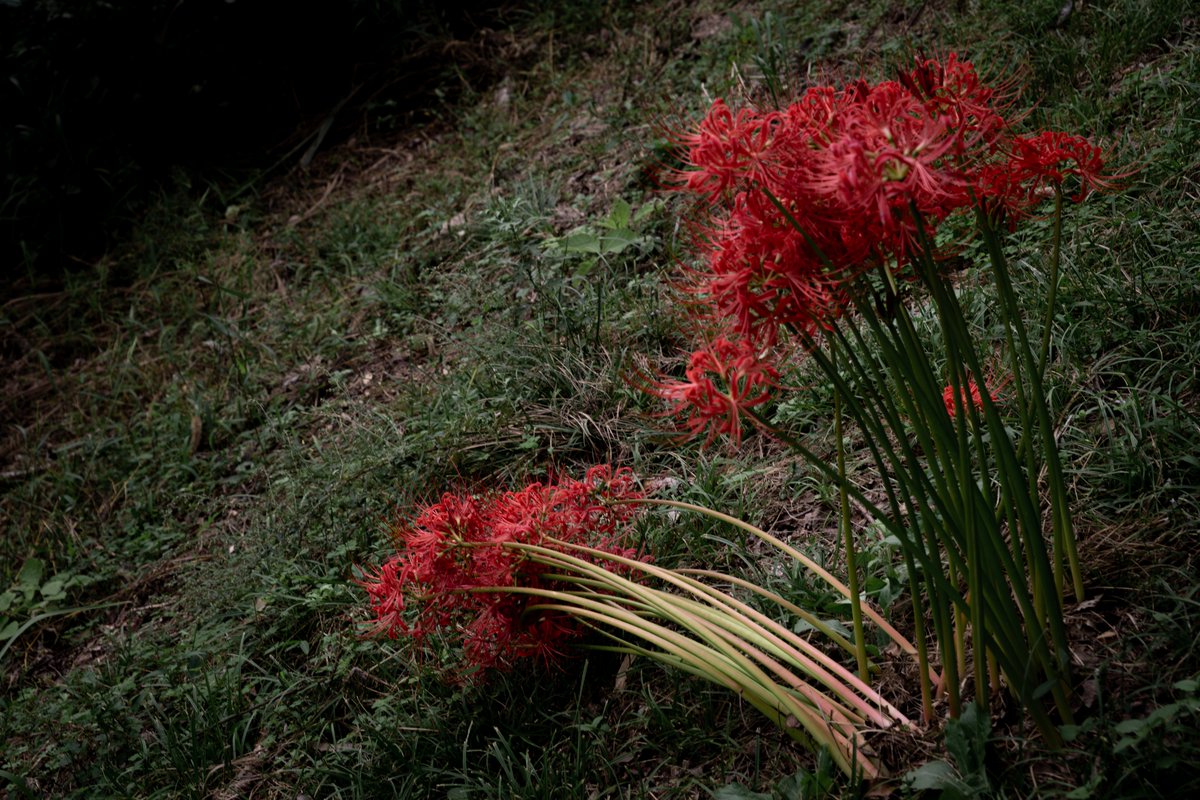 esok03's tweet image. 今年最初で最後の彼岸花撮影
#彼岸花 #clusteramaryllis #flower
