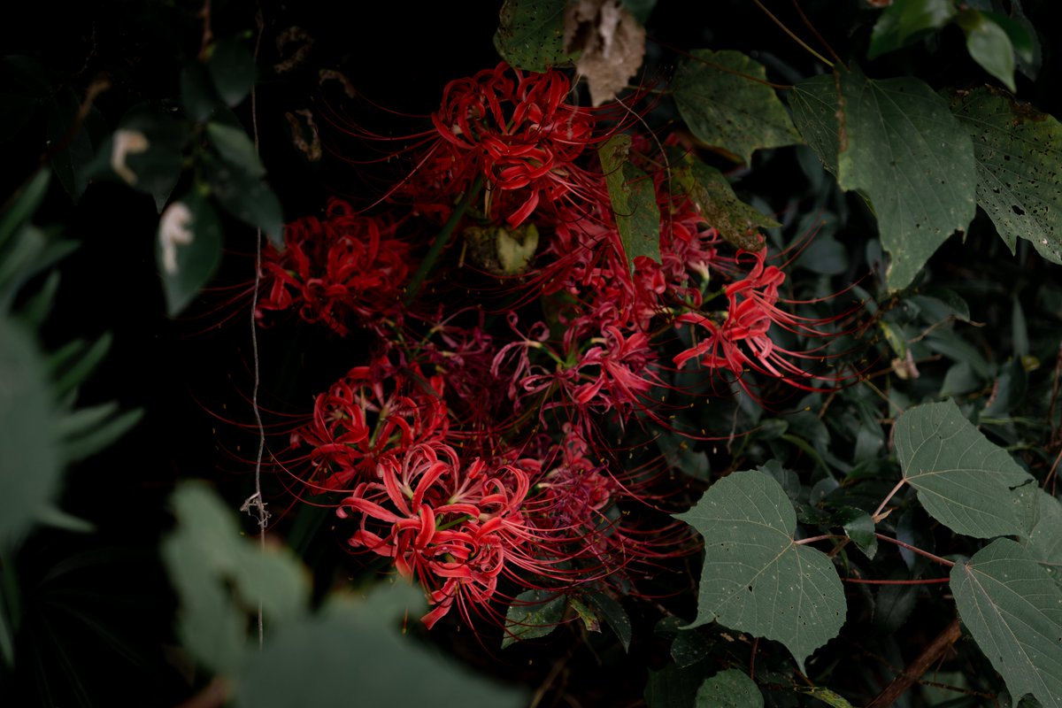 esok03's tweet image. 今年最初で最後の彼岸花撮影
#彼岸花 #clusteramaryllis #flower