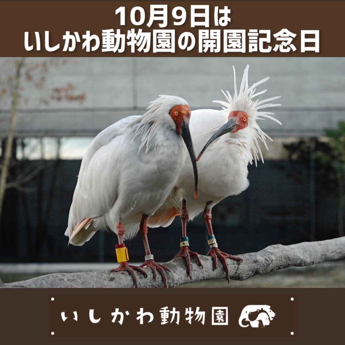 今日はいしかわ動物園の開園記念日でした。
丸２６年が経ち、２７年目に突入です。
これからも「楽しく、遊べ、学べる動物園」をモットーに、動物と人を繋ぐお手伝いをしていきたいと思います。
これからも、いしかわ動物園🌲をどうぞよろしくお願いいたします🌲

#いしかわ動物園
#開園記念日