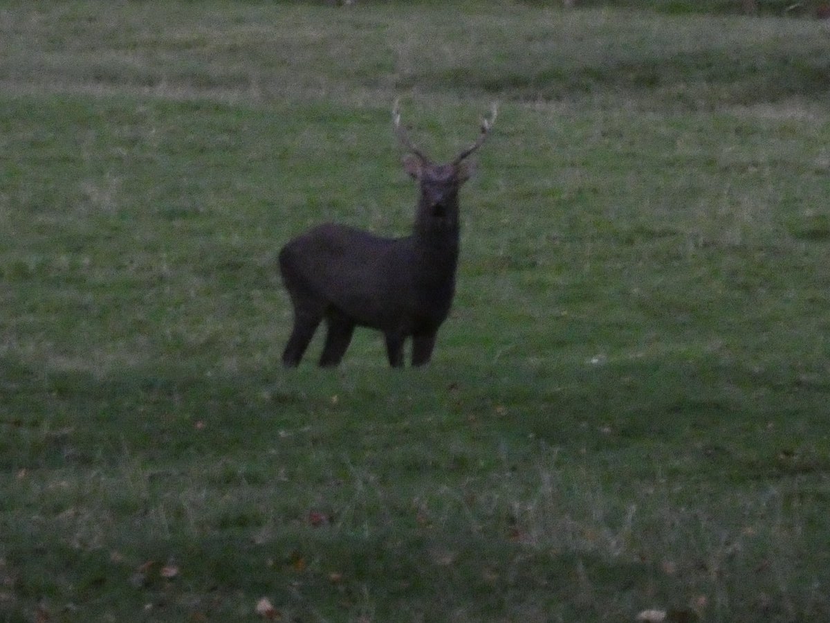 Autumn in full flow with bearded reedlings <a href="/RSPBLeightonM/">RSPB Leighton Moss</a> and shrieking sika stags <a href="/forestofbowland/">Forest of Bowland National Landscape</a>