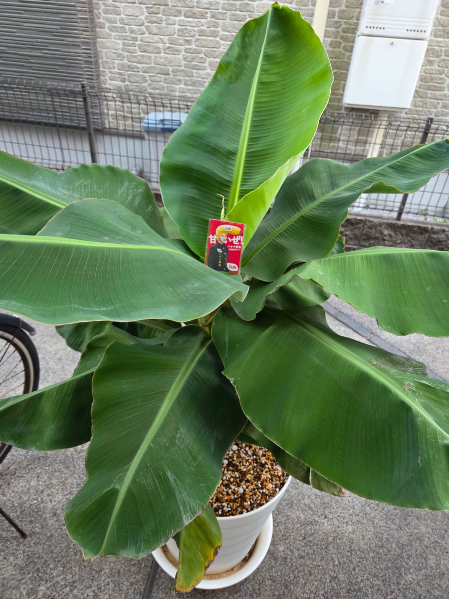 バナナの苗がやってきて6ヶ月。 今回は測ってみた。 (計測11月9日) 高