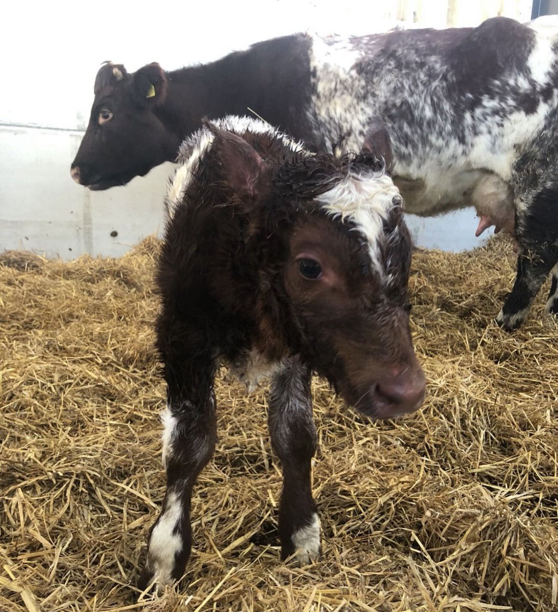 "This was the first calf ever born at Diddly Squat. And this morning she was destroyed. While pregnant with twins, because she has TB. So sad."

- Jeremy via Instagram just now. 😔