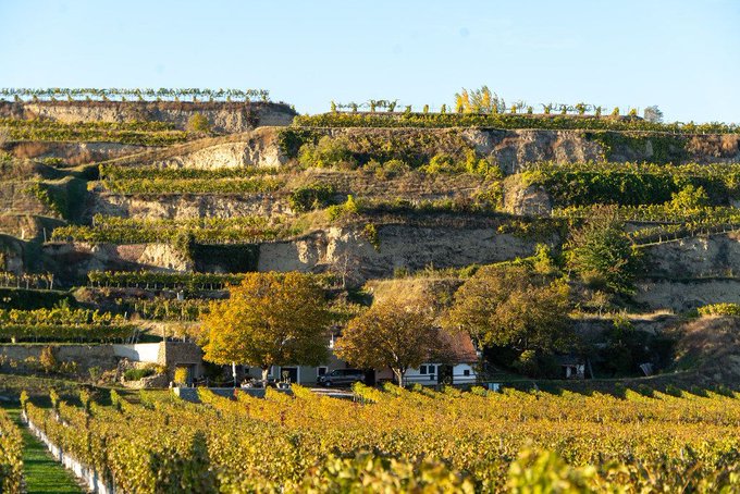 Terraced vineyards cover steep hillsides with rows of grapevines in green and golden hues under a clear sky. Autumn foliage in yellow and orange accents trees scattered among the slopes. Small white buildings and structures nestle at the base near the vineyard rows with a road visible nearby.