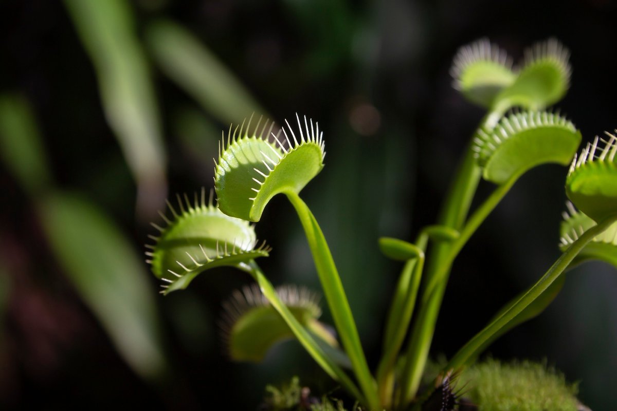AZoSensors's tweet image. 🪴Ever wondered how Venus flytraps snap shut so fast? Scientists have found the answer: DmMSL10. Read about it:  azosensors.com/news.aspx?news… #PlantScience #Biotech #AZoSensors