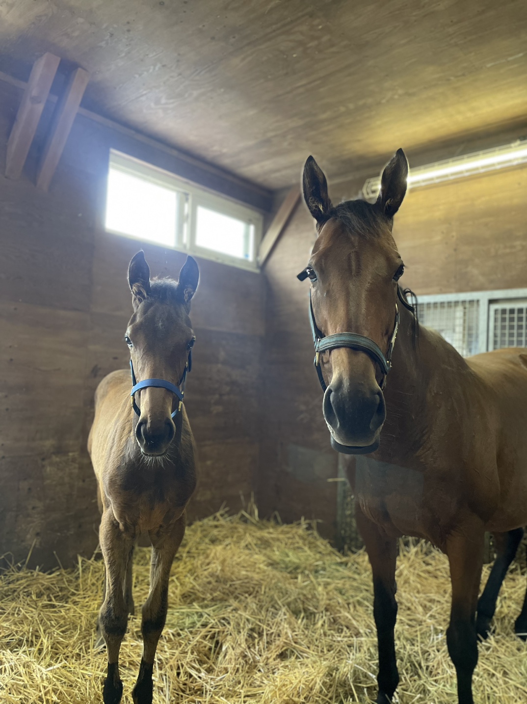 みぃたんページ 美ぃたん🌻馬と友に歩む静かな暮らし🌻 (@doramichan3310) / X